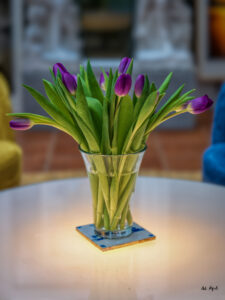 frühe Tulpen ©uli apel