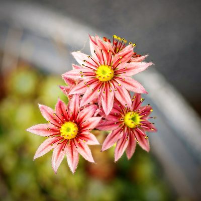 Sempervivum ©uli apel